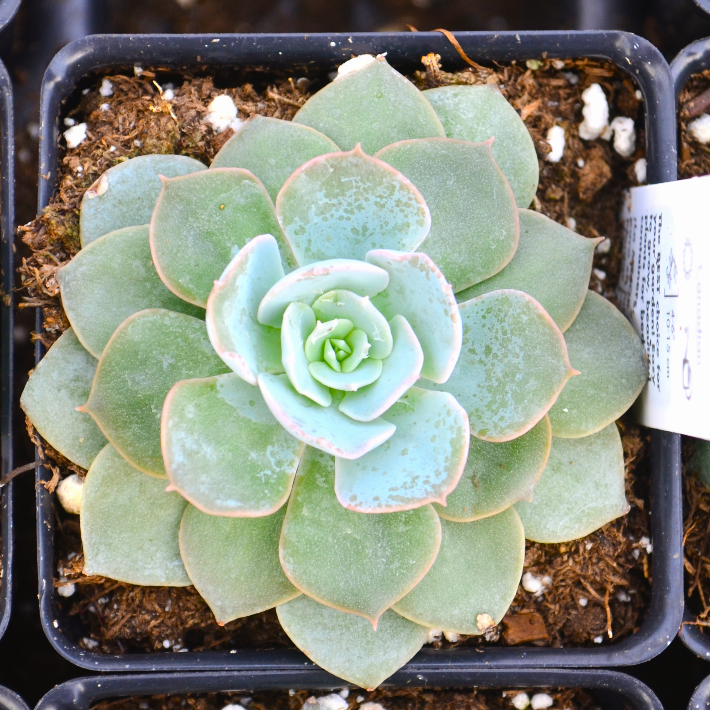 Echeveria 'Canadian' - Echeveria from Hillcrest Nursery