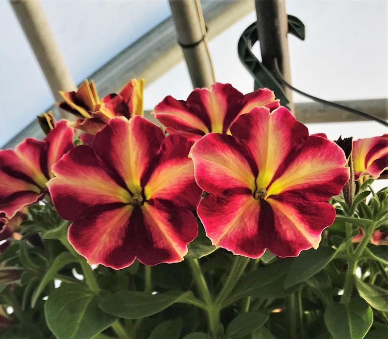 Petunia 'Cha Ching Cherry' - Petunia from Hillcrest Nursery