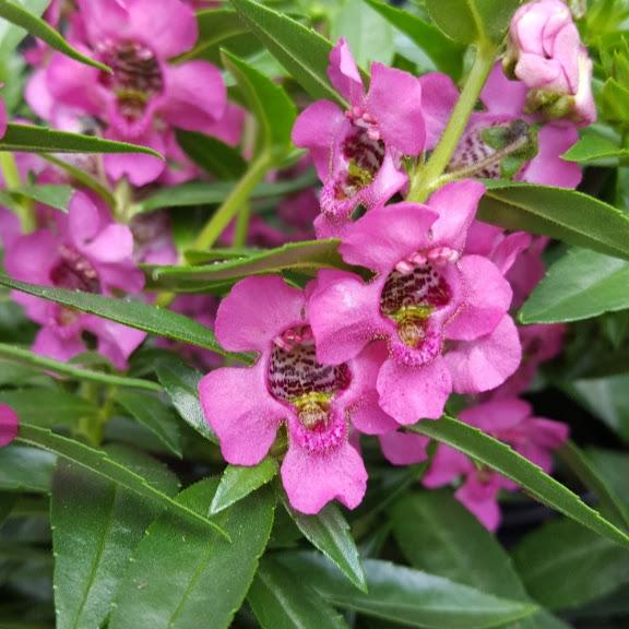 Angelonia Carita Cascade Raspberry – JIIVCI