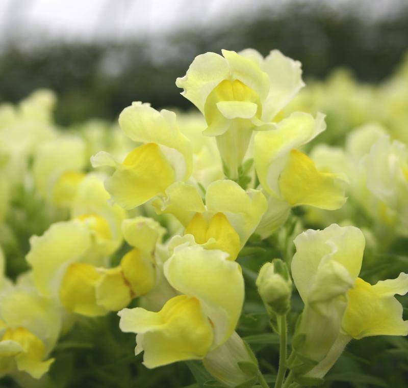 Snapdragon Snapshot Yellow Antirrhinum majus from Hillcrest Nursery