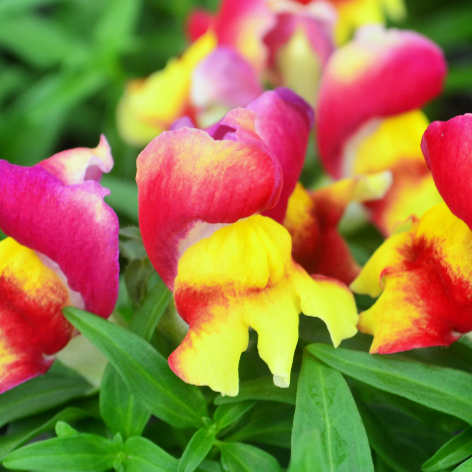 Antirrhinum majus Snapshot 'Red Bicolor' - Snapdragon from Hillcrest Nursery