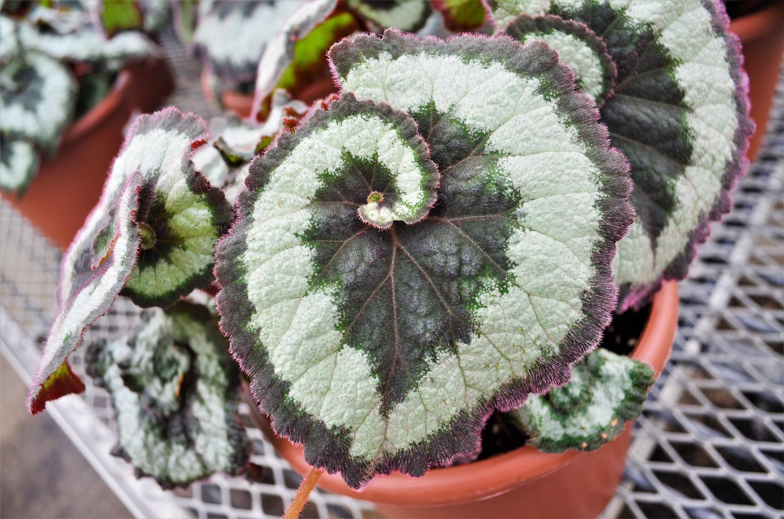 Begonia rex 'Escargot' - Begonia Rex from Hillcrest Nursery