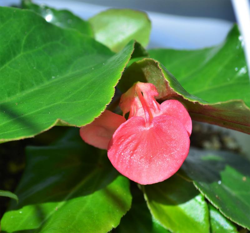 Begonia Dragonwing 'Pink' - Begonia Dragonwing from Hillcrest Nursery