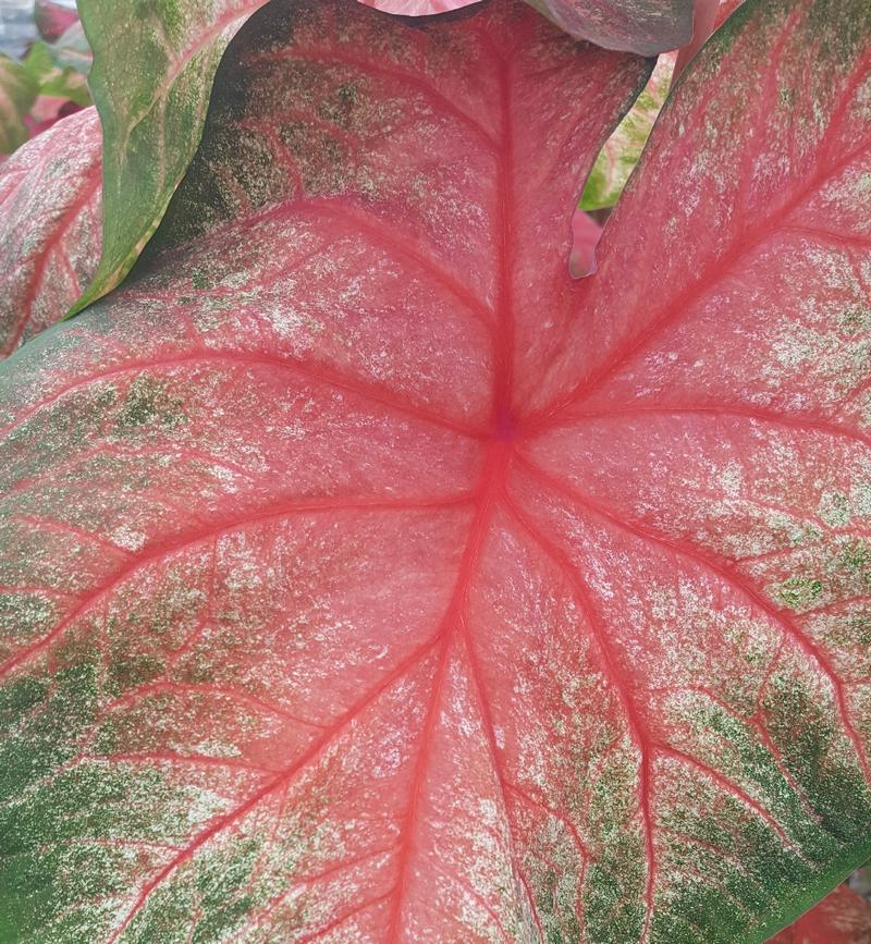 Caladium Caladium Tequila Sunrise from Hillcrest Nursery