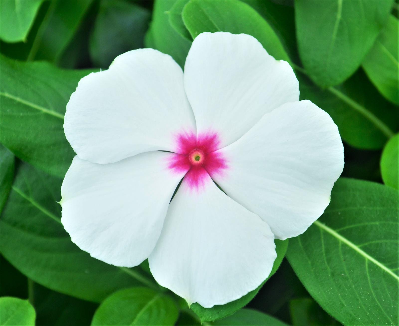 Catharanthus roseus Titan 'Polka Dot' - Vinca from Hillcrest Nursery