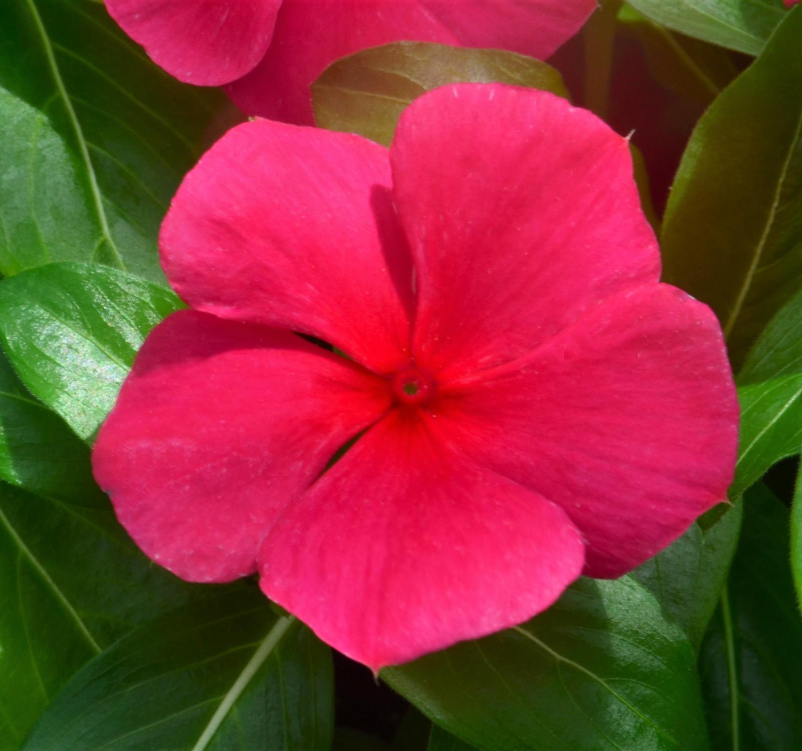 Catharanthus roseus Mediterranean XP 'Dark Red' - Vinca from Hillcrest Nursery