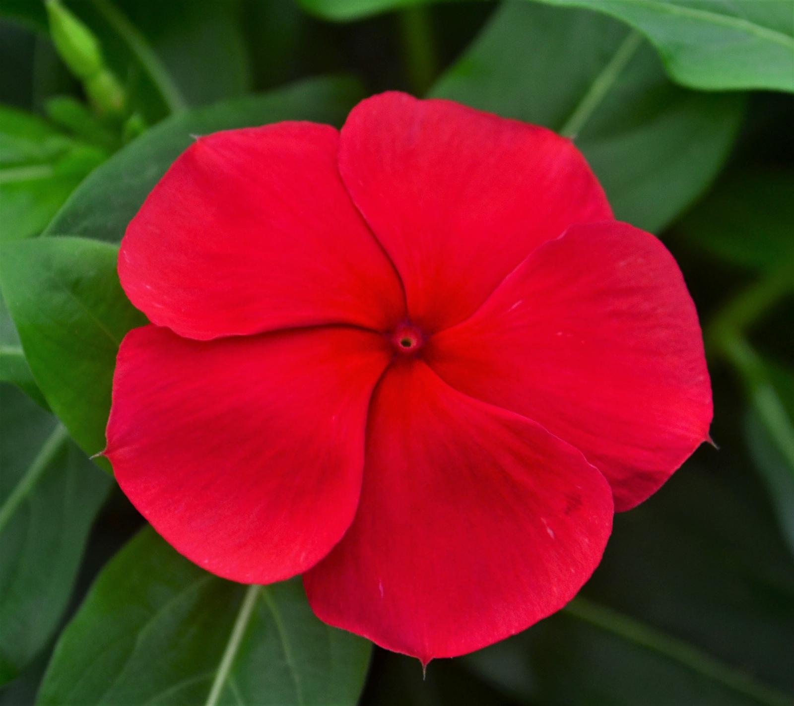 Catharanthus roseus Titan 'Dark Red' - Vinca from Hillcrest Nursery