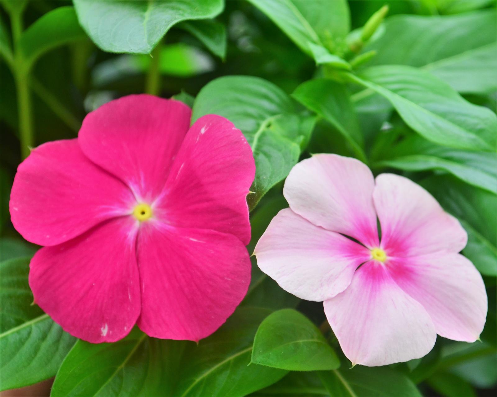 Catharanthus roseus Titan 'Bubble Gum Mix' - Vinca from Hillcrest Nursery