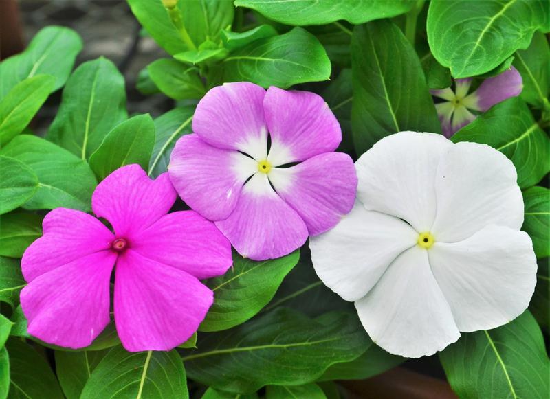 Catharanthus roseus Titan 'Summer Breeze' - Vinca from Hillcrest Nursery