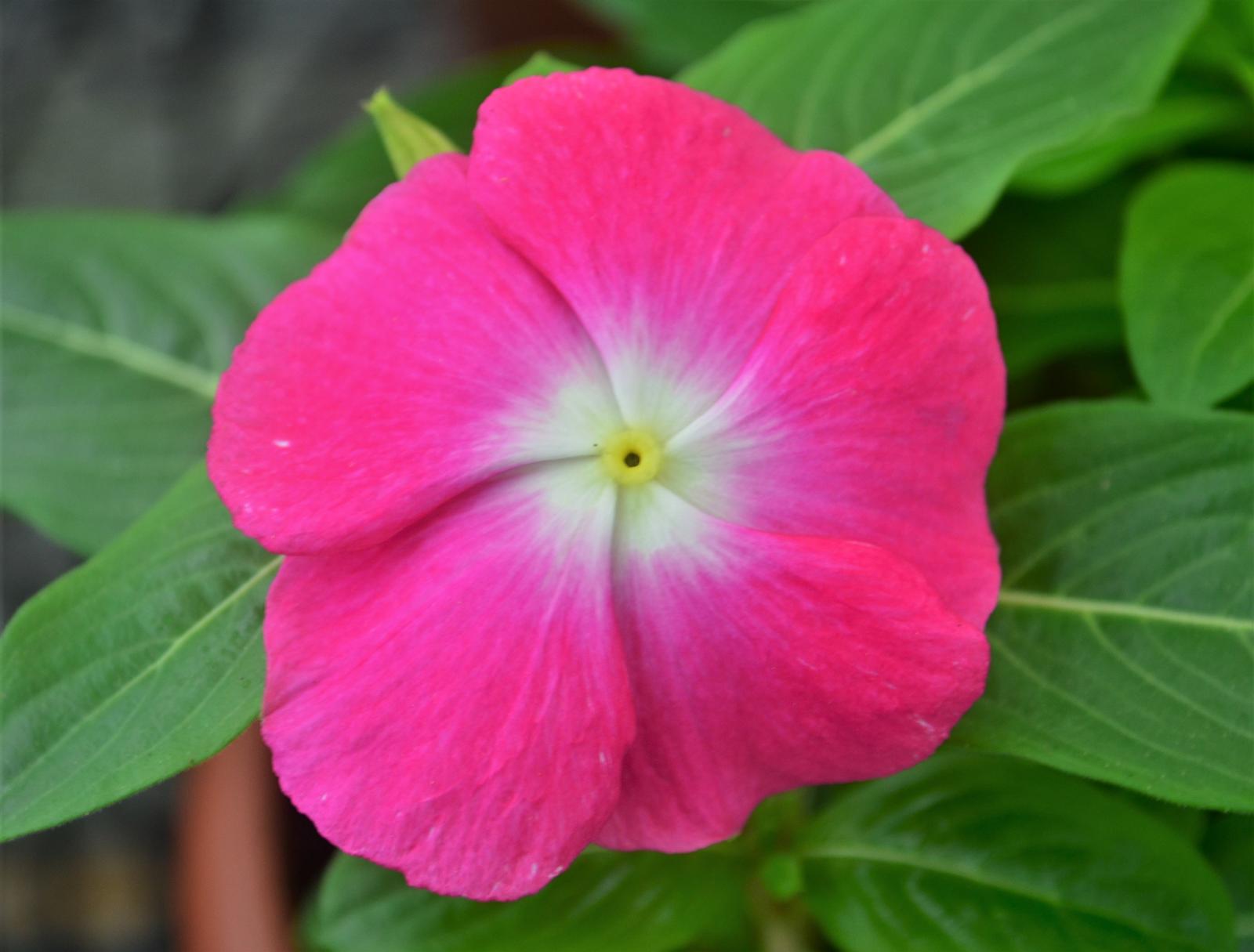 Catharanthus roseus Titan 'Rose Halo' - Vinca from Hillcrest Nursery