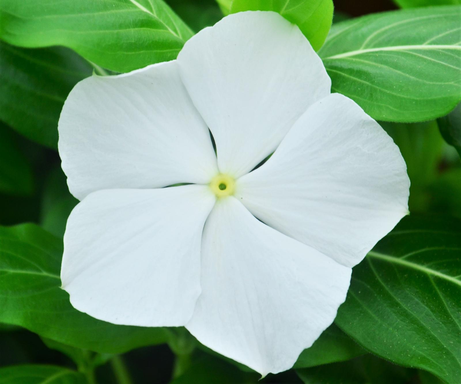 Catharanthus roseus Titan 'Pure White' - Vinca from Hillcrest Nursery