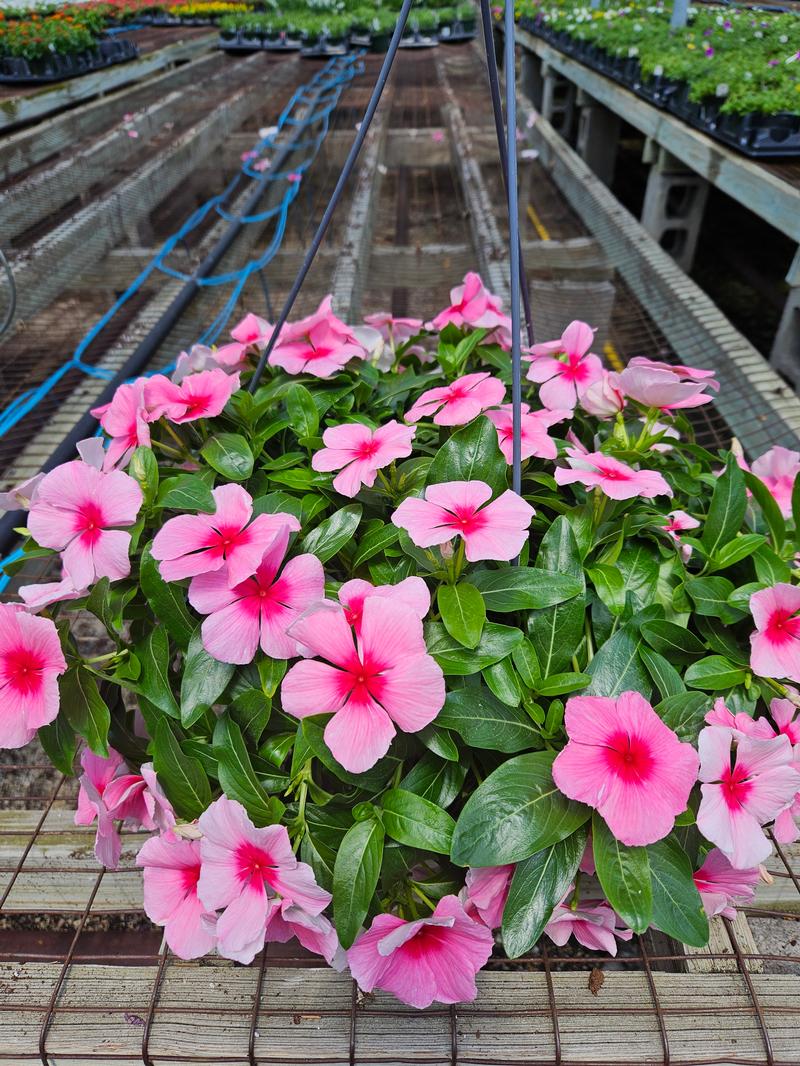 Catharanthus roseus Mediterranean XP 'Strawberry' - Vinca from Hillcrest Nursery