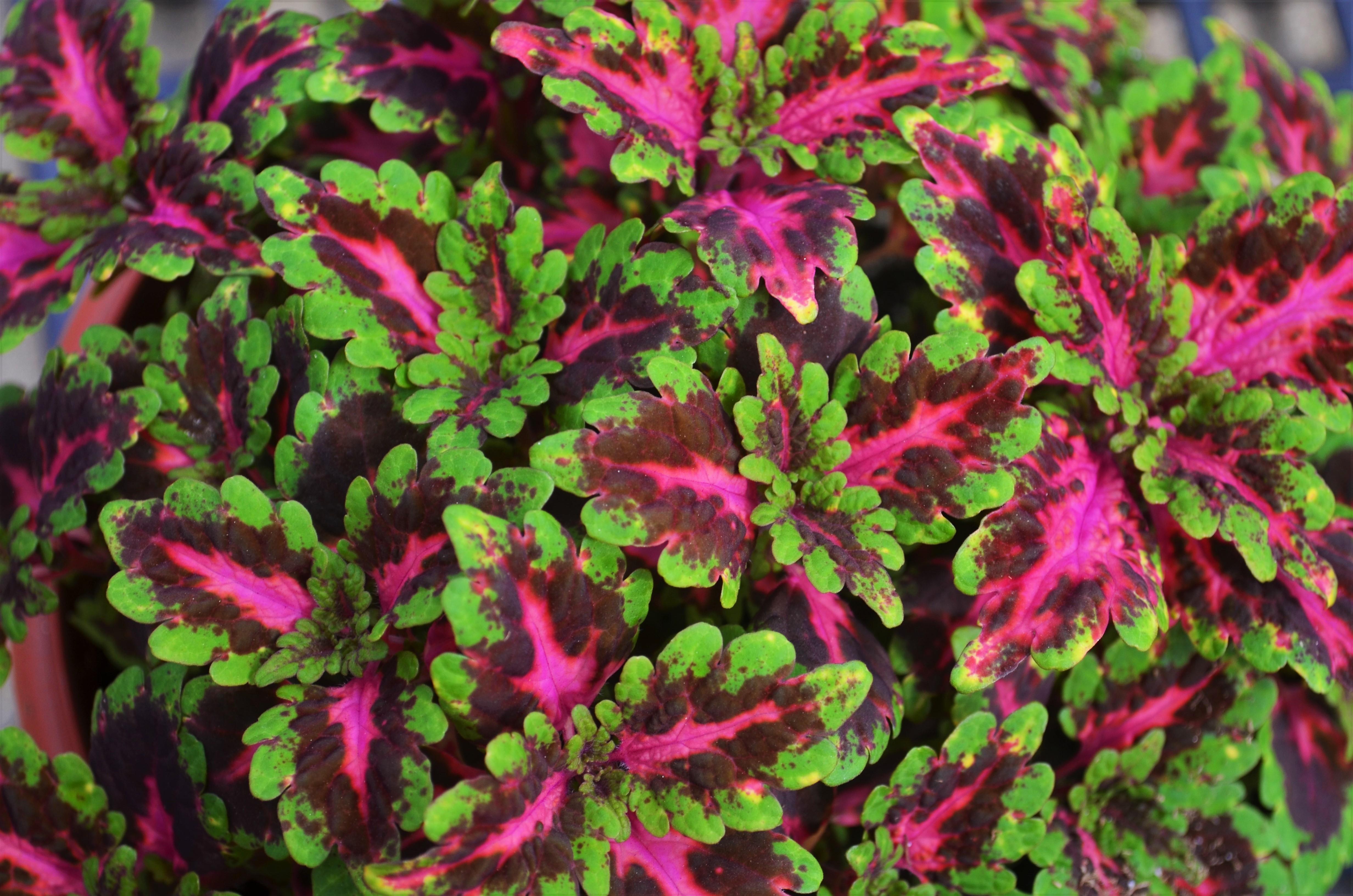 Solenostemon scutellarioides 'Globetrotter Gaga' - Coleus from Hillcrest Nursery