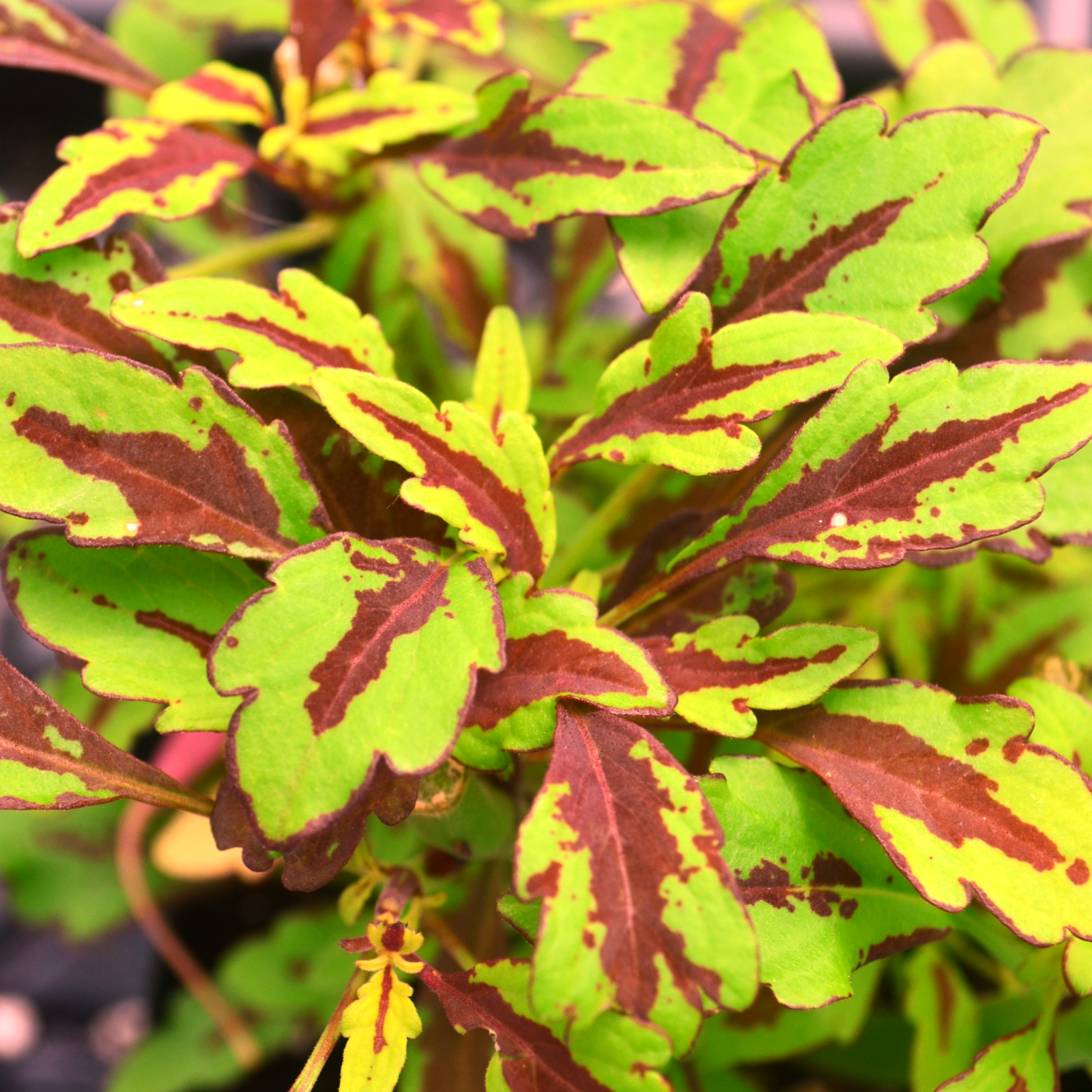 Solenostemon scutellarioides FlameThrower 'Chipotle' - Coleus from Hillcrest Nursery