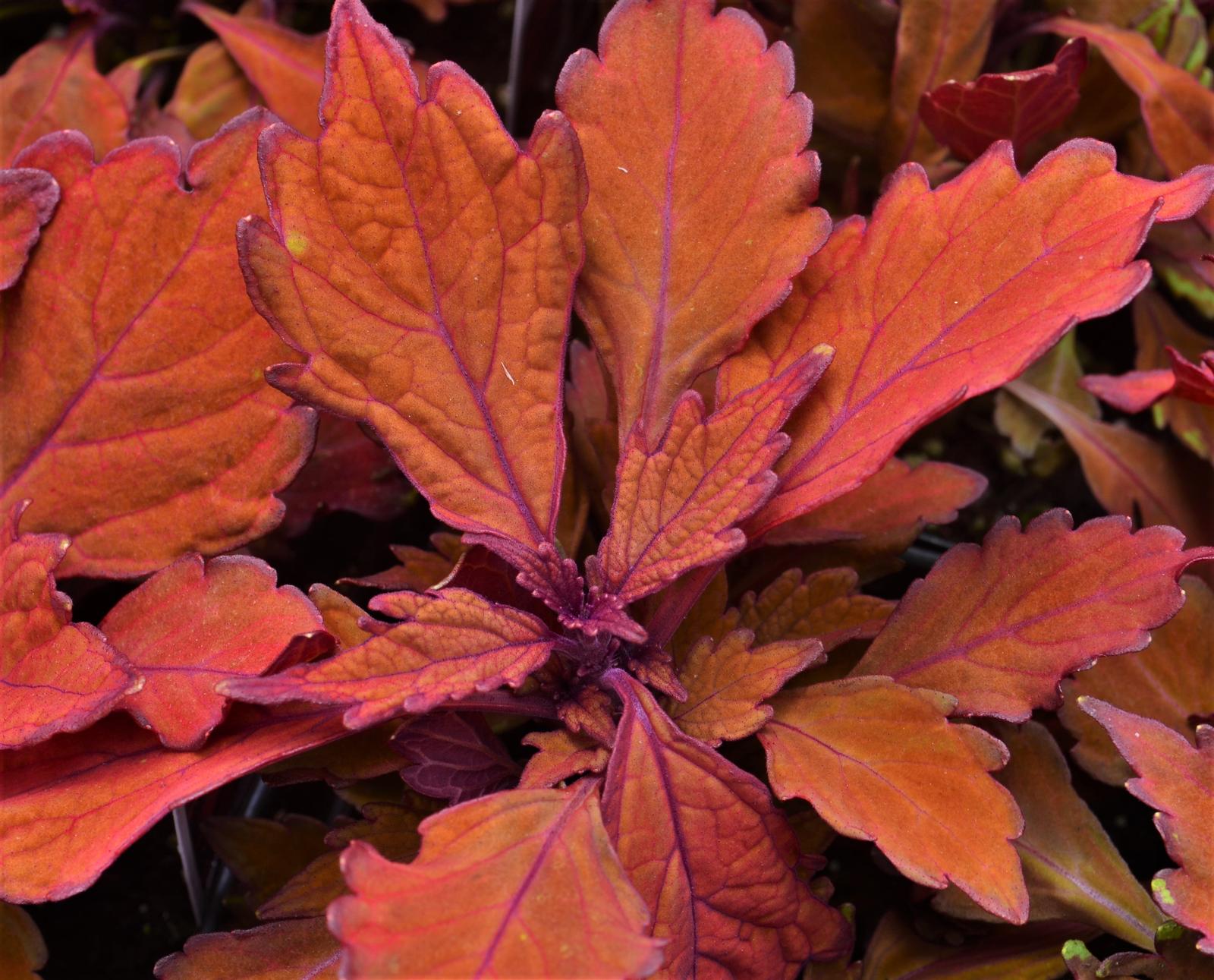 Solenostemon scutellarioides FlameThrower 'Habanero' - Coleus from Hillcrest Nursery