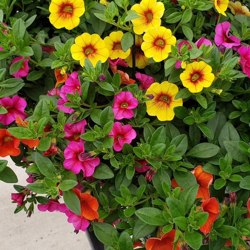 Confetti Garden Hawaiian Kalani Combo Confetti Garden Hawaiian Kalani