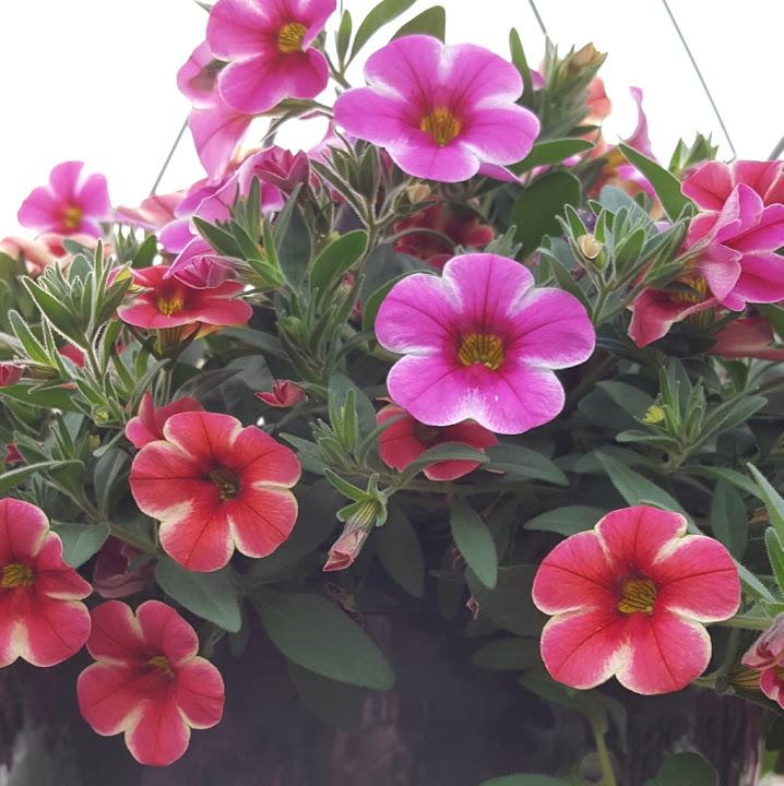 Combo Confetti Garden Combo Pot Hawaiian Volcano Kea from Hillcrest