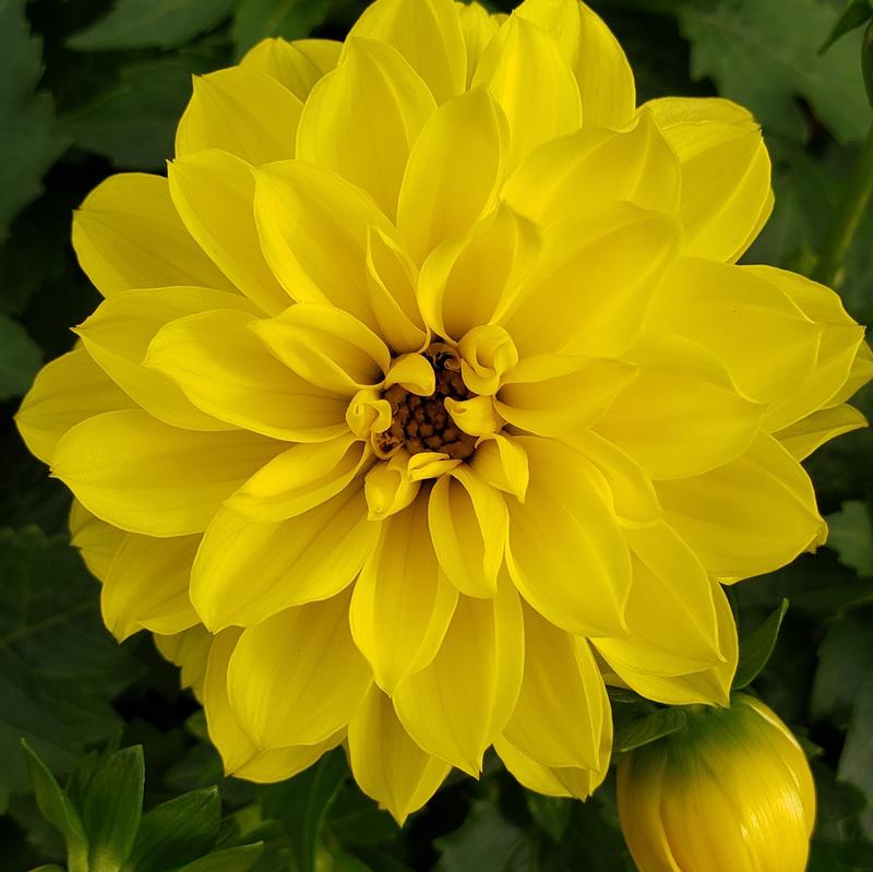 Dahlia Dahlia Yellow from Hillcrest Nursery