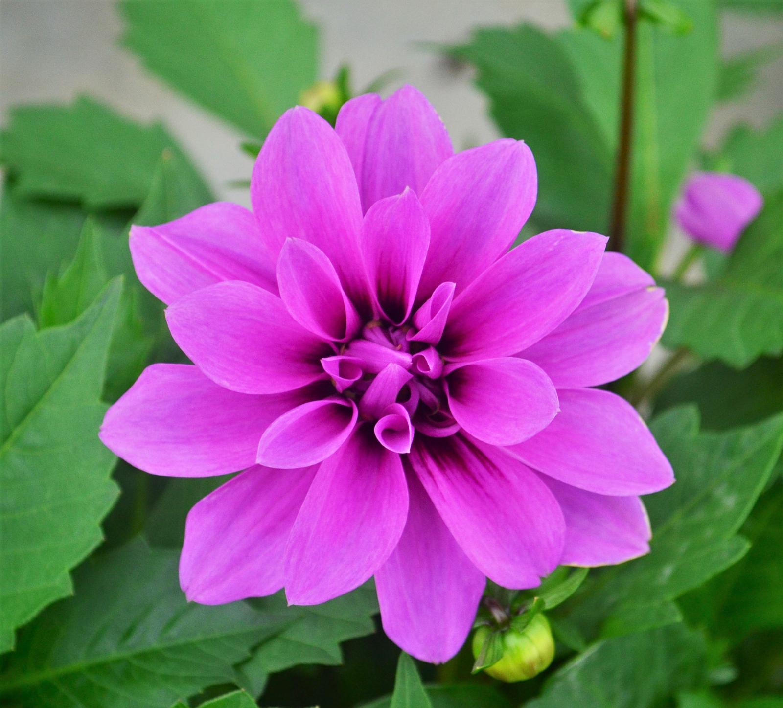 Dahlia Hypnotica 'Lavender' - Dahlia from Hillcrest Nursery