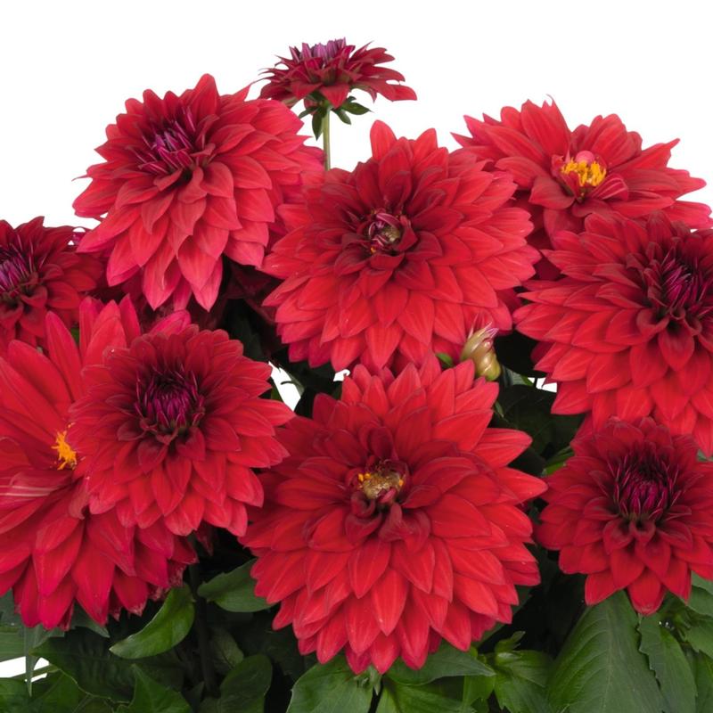 Dahlia Hypnotica 'Red Velvet' - Dahlia from Hillcrest Nursery