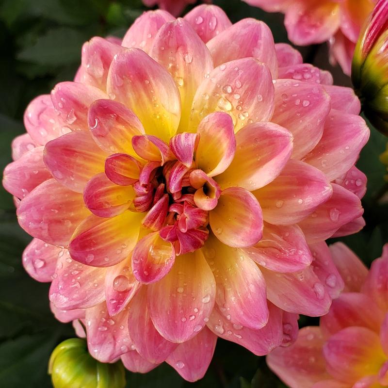 Dahlia Dahlia Rose Bicolor From Hillcrest Nursery