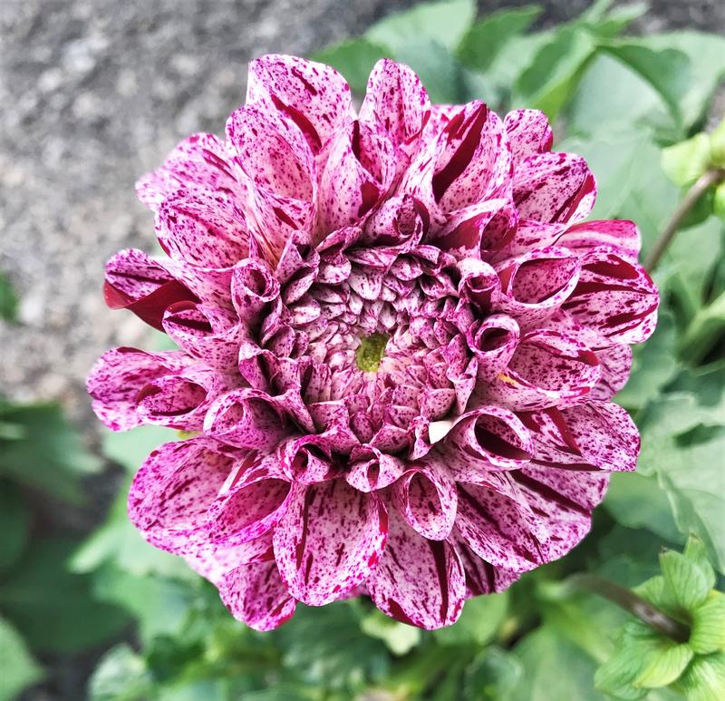 Dahlia Go Go 'Speckled Pink' - Dahlia from Hillcrest Nursery