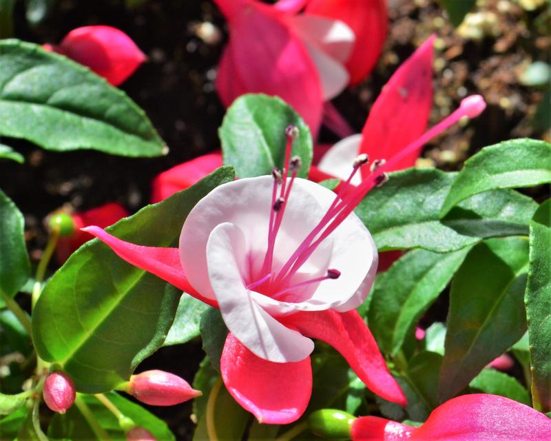 Fuchsia Windchimes 'Red & White' - Fuchsia from Hillcrest Nursery