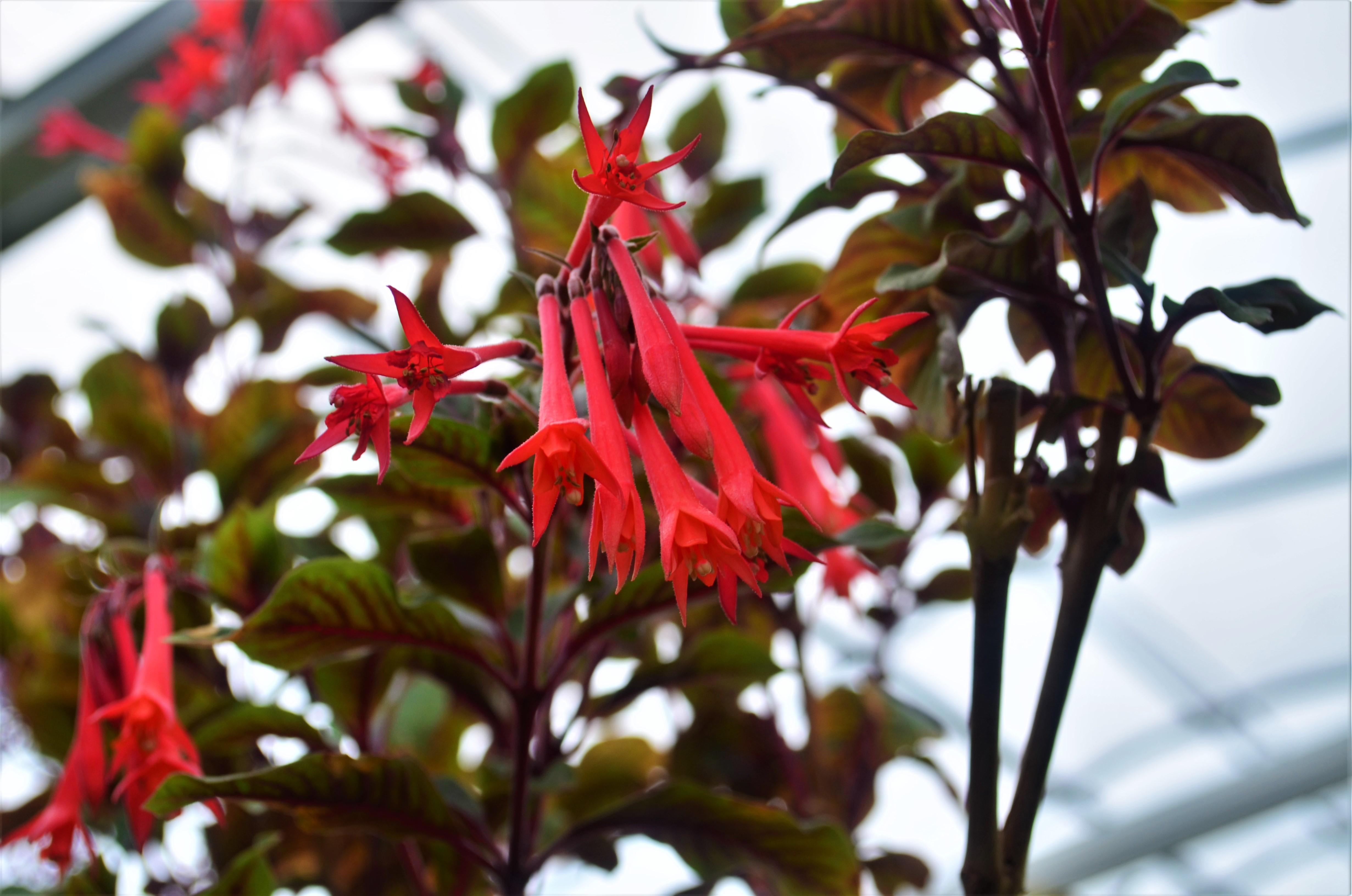 Fuchsia triphylla 'Koralle' - Fuchsia from Hillcrest Nursery