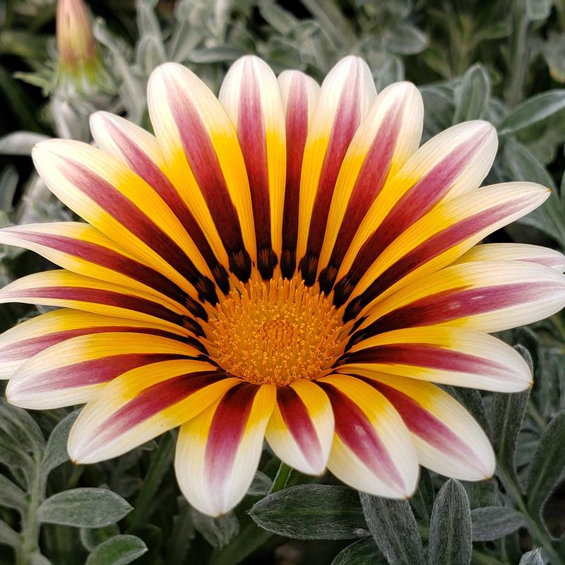 Gazania Kiss Frosty White Flame Gazania splendens Frosty White from