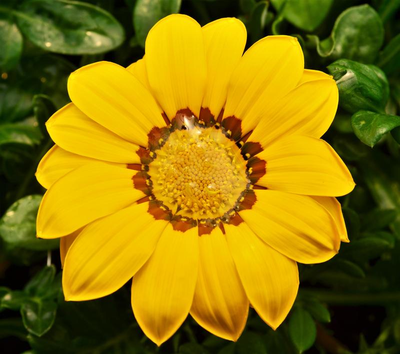 Treasure Flower Gazania splendens Bright Mix from Hillcrest Nursery
