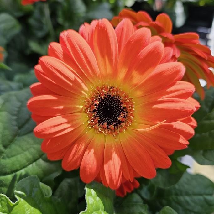 Gerbera Midi 'Fireball' - African Daisy from Hillcrest Nursery