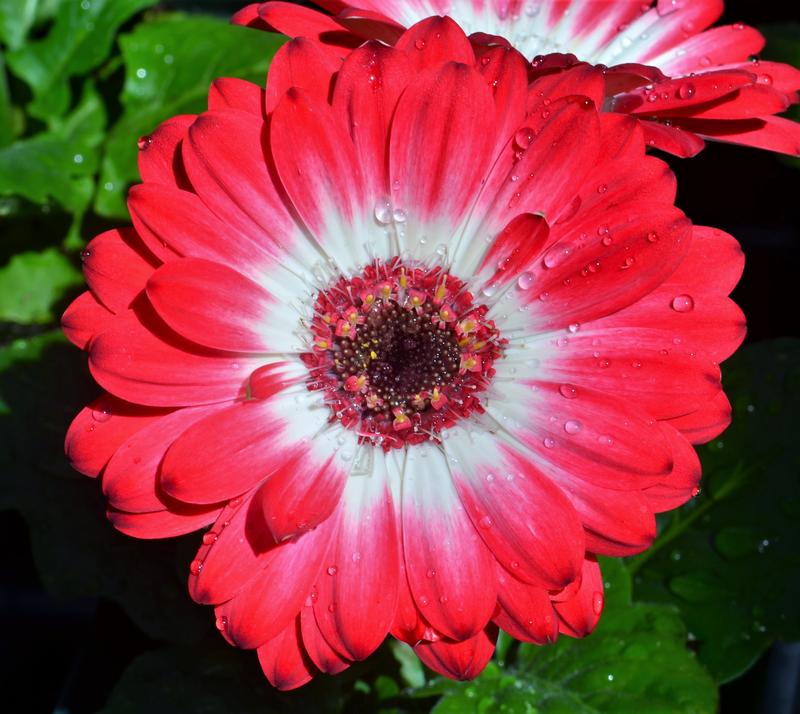 Gerbera Midi 'Red' - African Daisy from Hillcrest Nursery