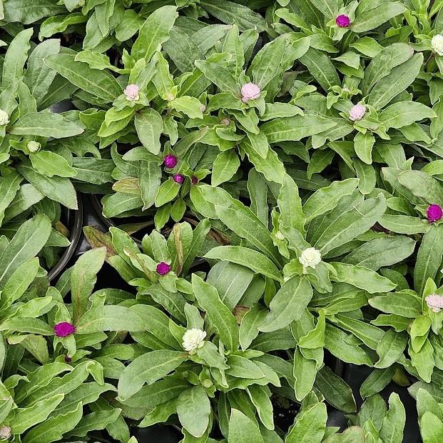 Gomphrena globosa 'Gnome' Mix' - Globe Amaranth from Hillcrest Nursery