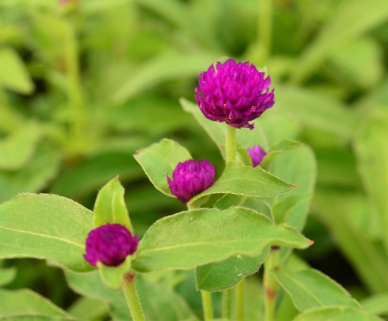 Gomphrena globosa Las Vegas 'Purple' - Globe Amaranth from Hillcrest Nursery