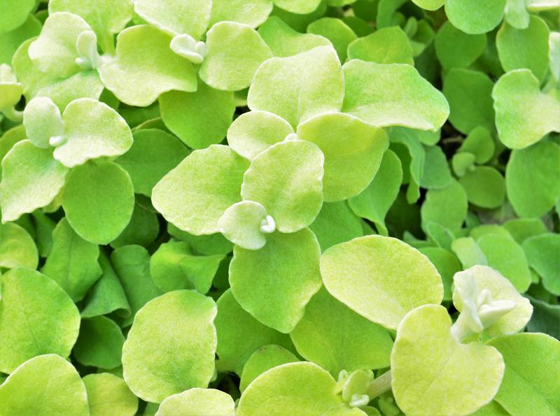 Helichrysum petiolare 'Lime' - Licorice Plant from Hillcrest Nursery