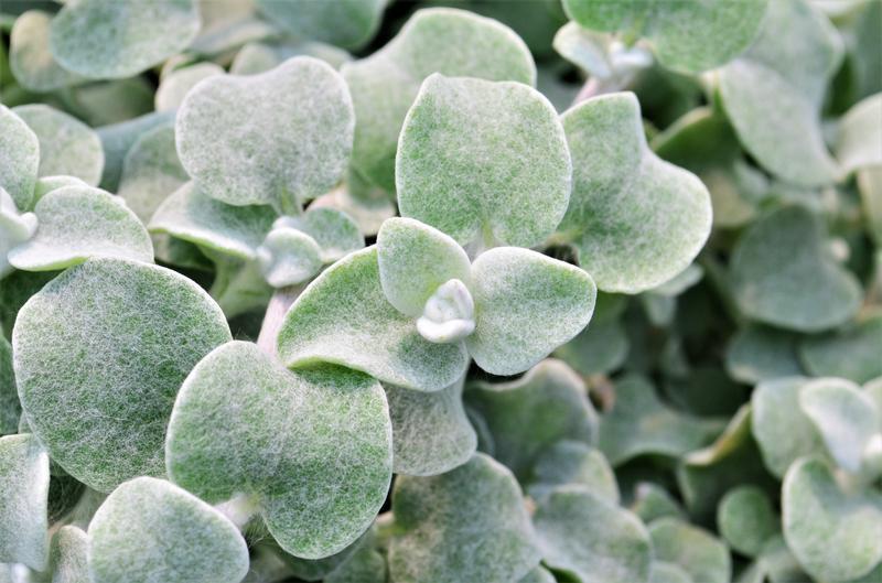 Helichrysum petiolare 'Silver' - Licorice Plant from Hillcrest Nursery