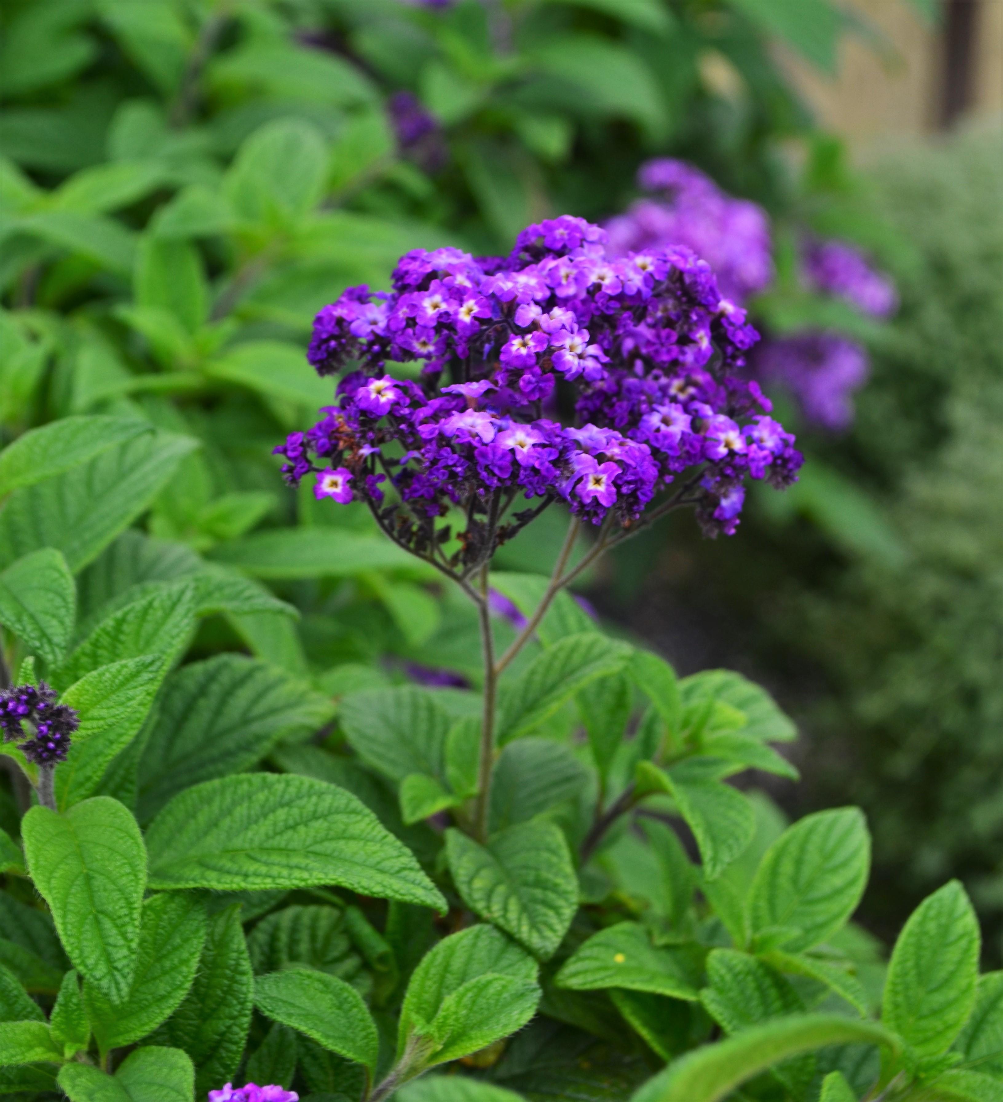 Heliotropium arborescens 'Tall Blue' - Heliotrope from Hillcrest Nursery