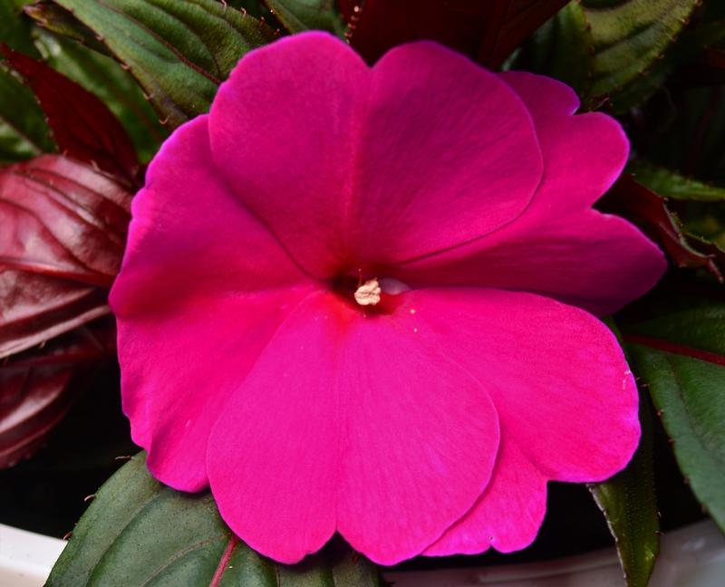 Impatiens hawkeri Magnum 'Blue' - Impatiens - New Guinea from Hillcrest Nursery