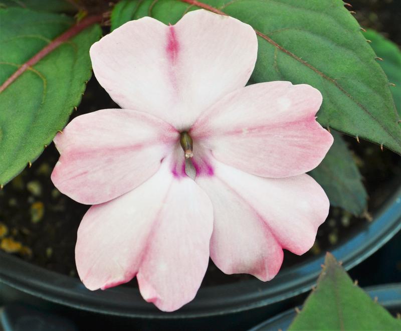 Impatiens hawkeri Sunpatiens Compact 'Blush Pink' - Sunpatiens from Hillcrest Nursery