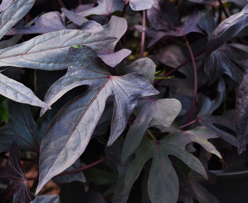 Ipomoea batatas 'Blackie' - Sweet Potato Vine from Hillcrest Nursery