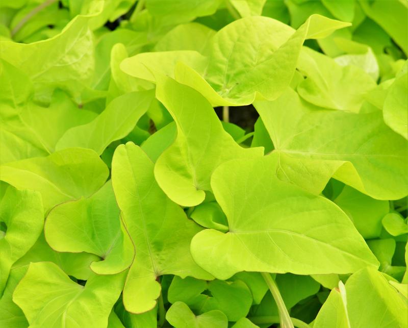 Ipomoea batatas 'Marguerite' - Sweet Potato Vine from Hillcrest Nursery