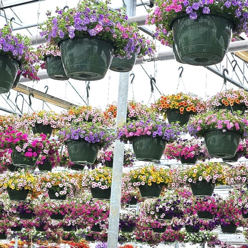 Combo Pot Trixi 'Assorted' - Combo - Trixi from Hillcrest Nursery