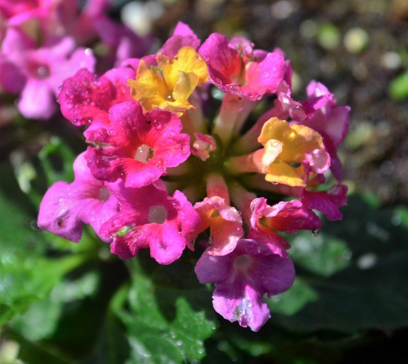 Lantana camara Bandito 'Rose' - Lantana from Hillcrest Nursery