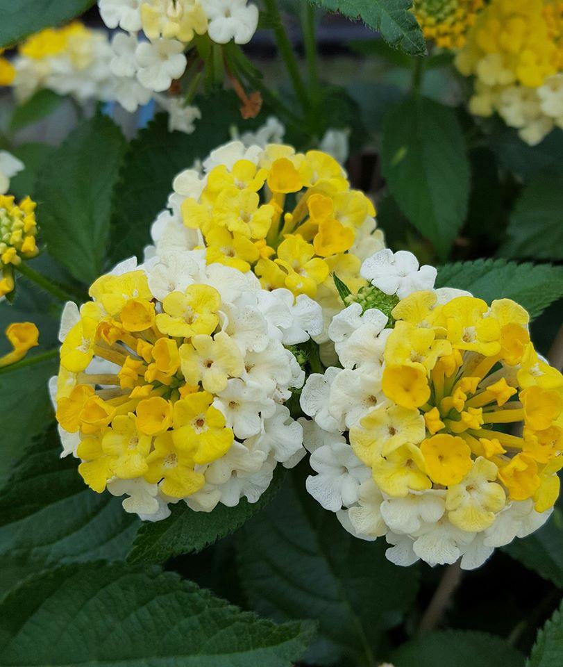 Lantana