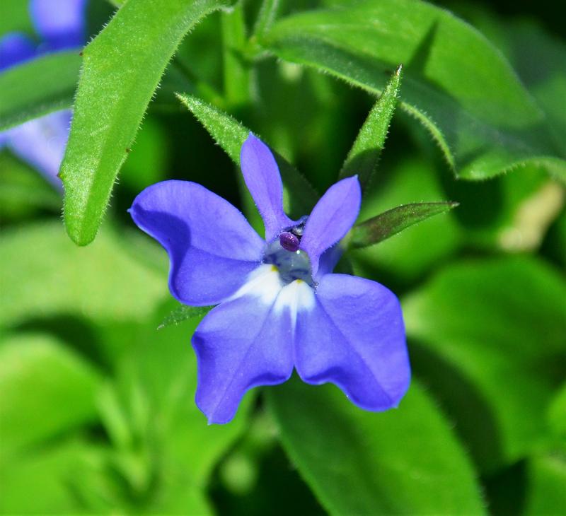 Lobelia erinus Magadi 'Compact Blue' - Lobelia from Hillcrest Nursery