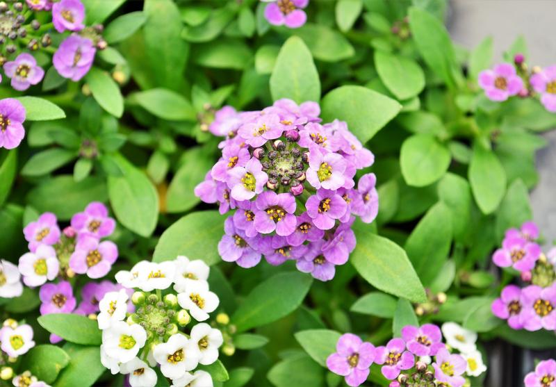 Lobularia maritima Clear Crystals 'Lavender Shades' - Alyssum from Hillcrest Nursery