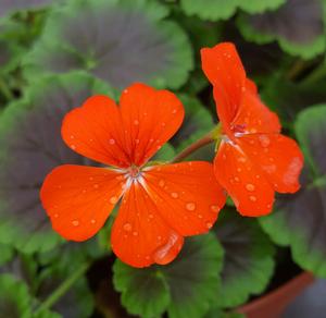 Geranium Brocade Fire Night Pelargonium interspecific Fire Night from