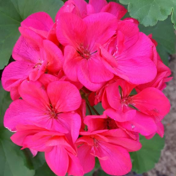 Geranium Pelargonium hortorum Fuchsia from Hillcrest Nursery