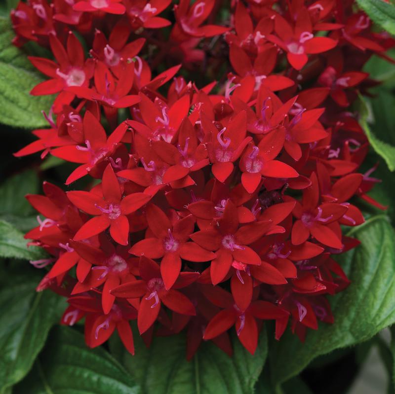 Pentas Bee Bright Red Pentas lanceolata Red from Hillcrest