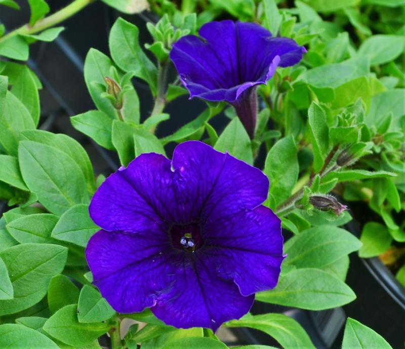 Petunia Easy Wave 'Blue' - Petunia from Hillcrest Nursery
